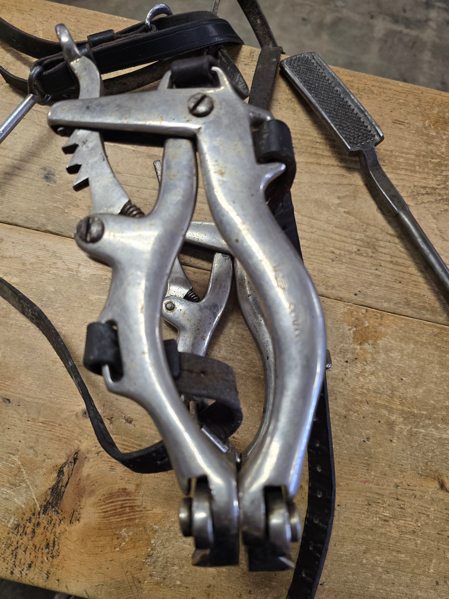 Equine Dental Tools